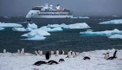 Black and white Gentoo penguins play on the snowy shore as icebergs and the Greg Mortimer Antarctic ship float in the distance.