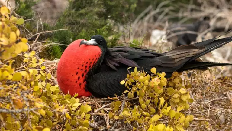 Male frigatebird with big black wings sits in green bush & puffs out his big red chest during an Endemic Galapagos cruise.