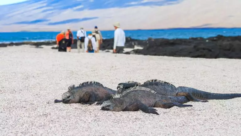 Three dark marine iguanas sun bathe on a sandy beach in the Galapagos, a group of travelers walk by them in the distance.