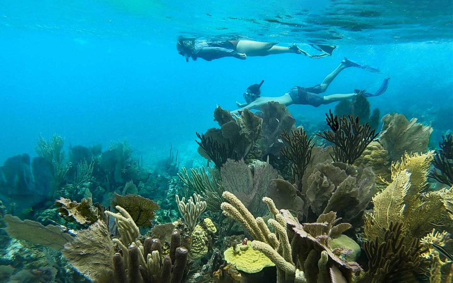 An underwater photo of two snorkelers swimming in crystal clear blue water of Belize over colorful yellow coral.