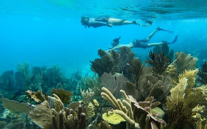 An underwater photo of two snorkelers swimming in crystal clear blue water of Belize over colorful yellow coral.