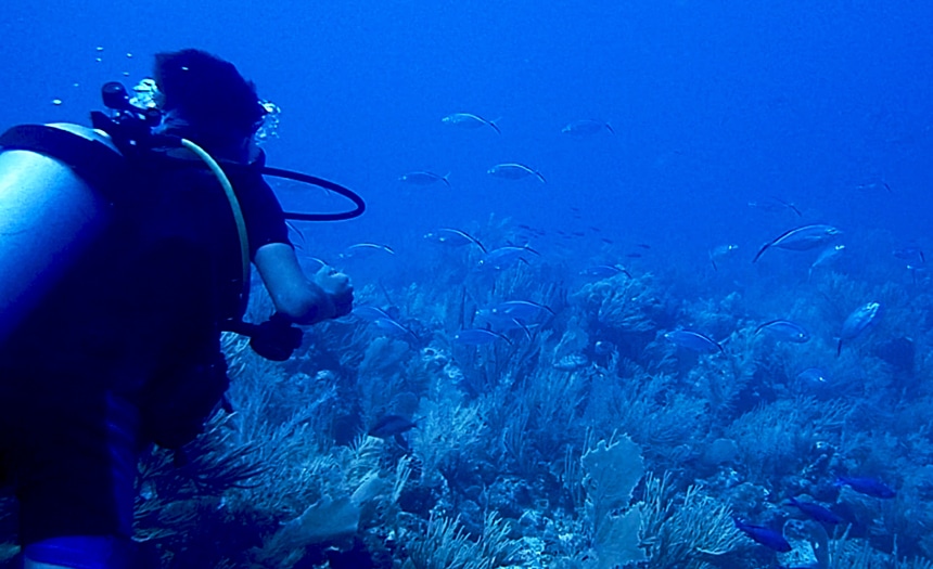 A deep blue underwater photo of a scuba diver swimming amongst a school of fish over a bed of coral in Belize.