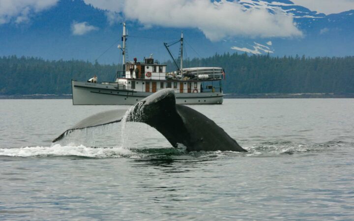 A whale tail above water with a small ship in the background in Alaska.