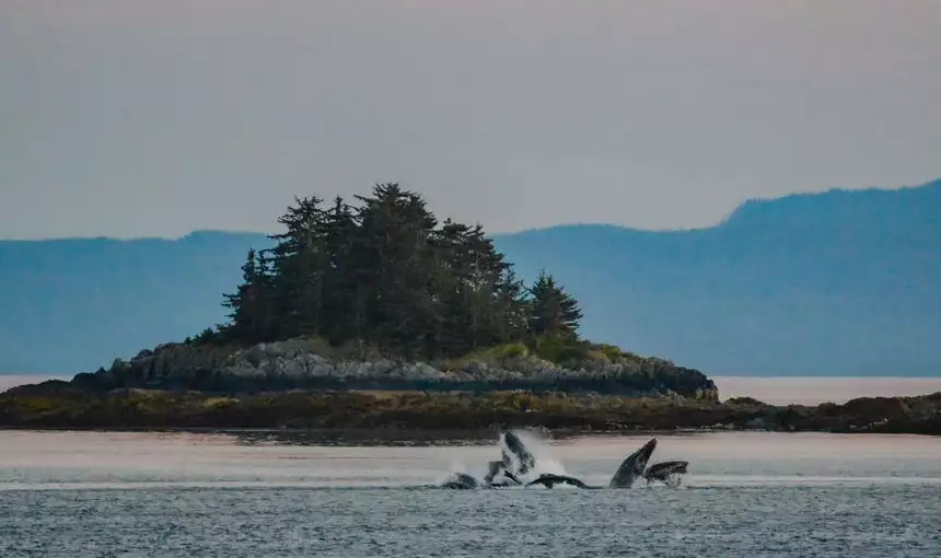 Alaska cruise whales bubblenet feed by moving their mouths above the water after corralling the fish, with a small, rocky island behind.