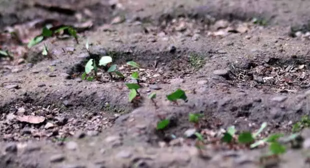 Leaf cutter ants walking in a parade carry small bits of leaves on the top of their bodies.