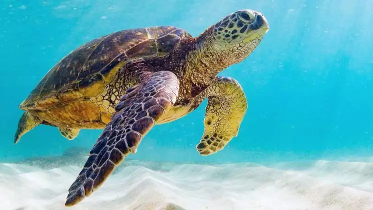 Sea turtle floats through sun-filled water, above white sand, seen during a departure of the Calipso Galapagos Cruise.