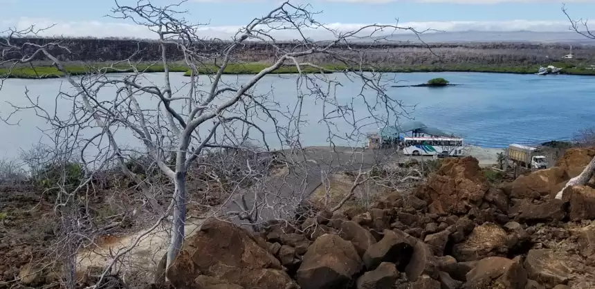 Rocks and a tree in foreground looking downward at the embarkation dock on Baltra Island