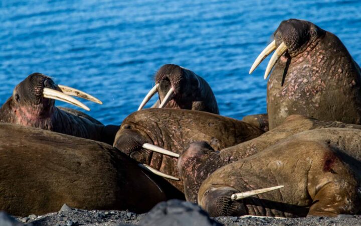 A group of walruses with large white tusks on a beach in the Arctic.