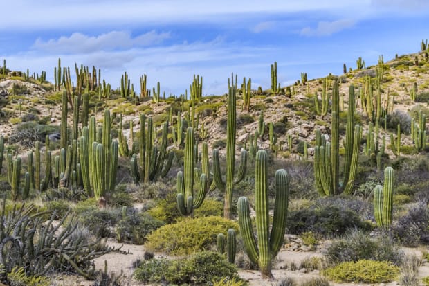 Baja Travel Guide