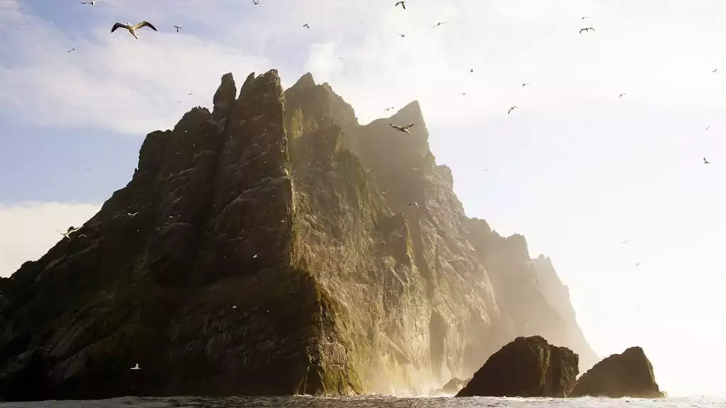 Northern gannets at St. Kilda, Scotland.