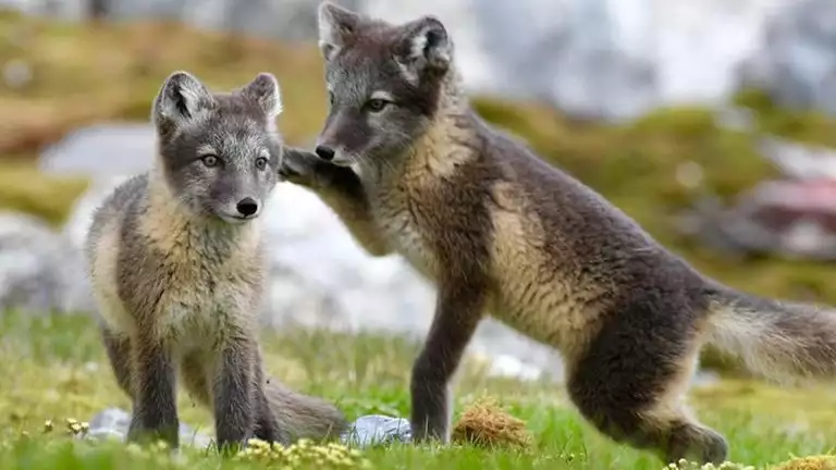 Two fox kits stand with one facing forward and the other to the side with its paw on the other's back