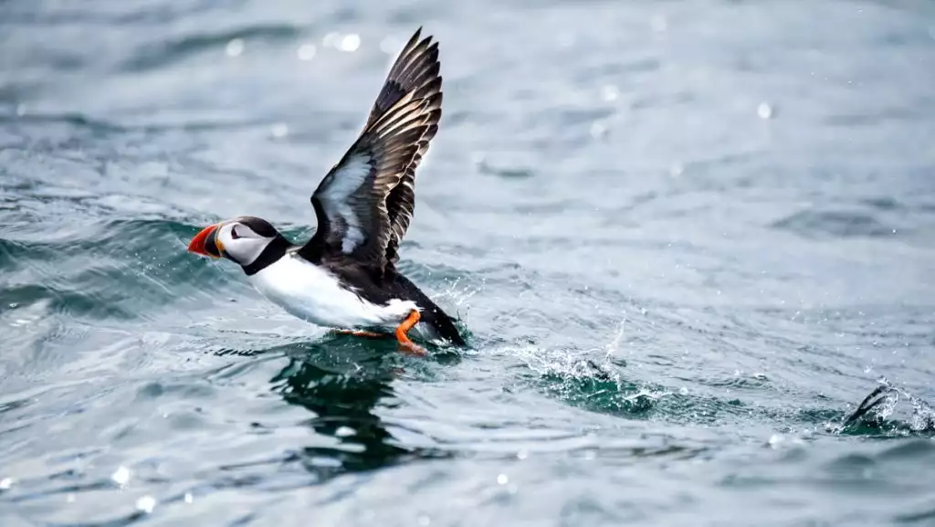 Photo by: Noemie Watel/PONANT