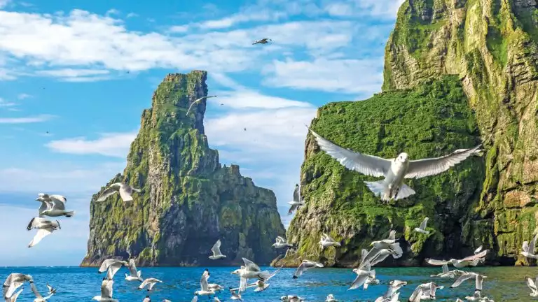 flock of seagulls flies over the ocean near towering, green-covered rocky cliffs under a partly cloudy sky Bear Island, Barents Sea, Svalbard, Norway