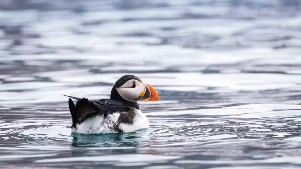Photo by: Acacia Johnson/Quark Expeditions