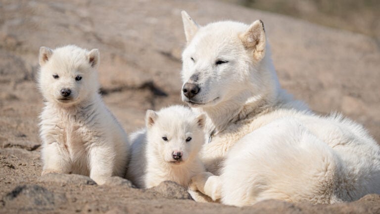 White-fur mother dog and her 2 young pups lay atop beige rock on a sunny day in Greenland.