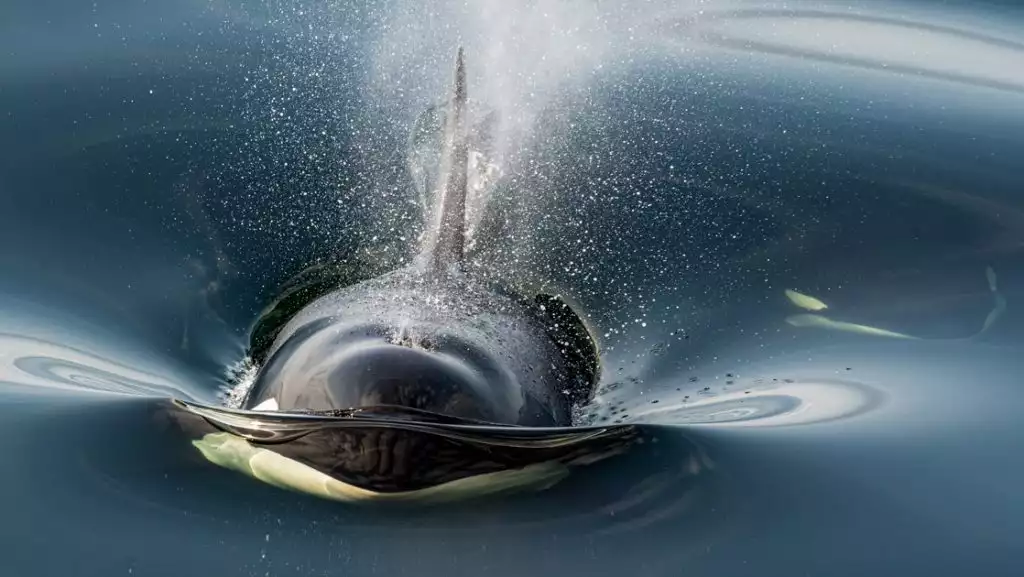 Photo by: Adrian Freyermuth/PONANT