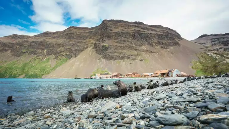 Gray fur seals sit on rocky shoreline with rusted, abandoned whaling station & dark rocky mountains behind under clouds.