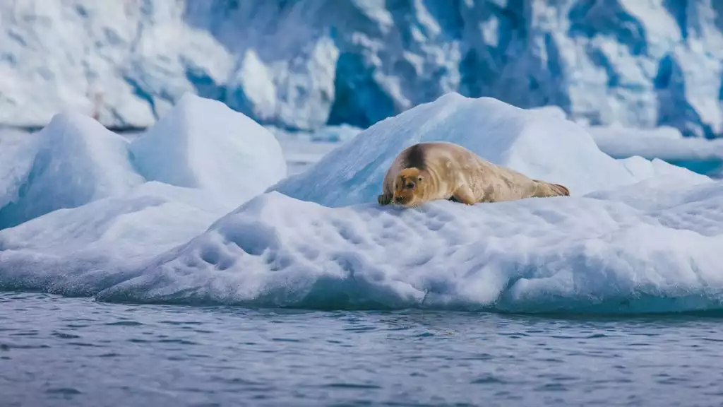 Photo by: David Merron / Quark Expeditions