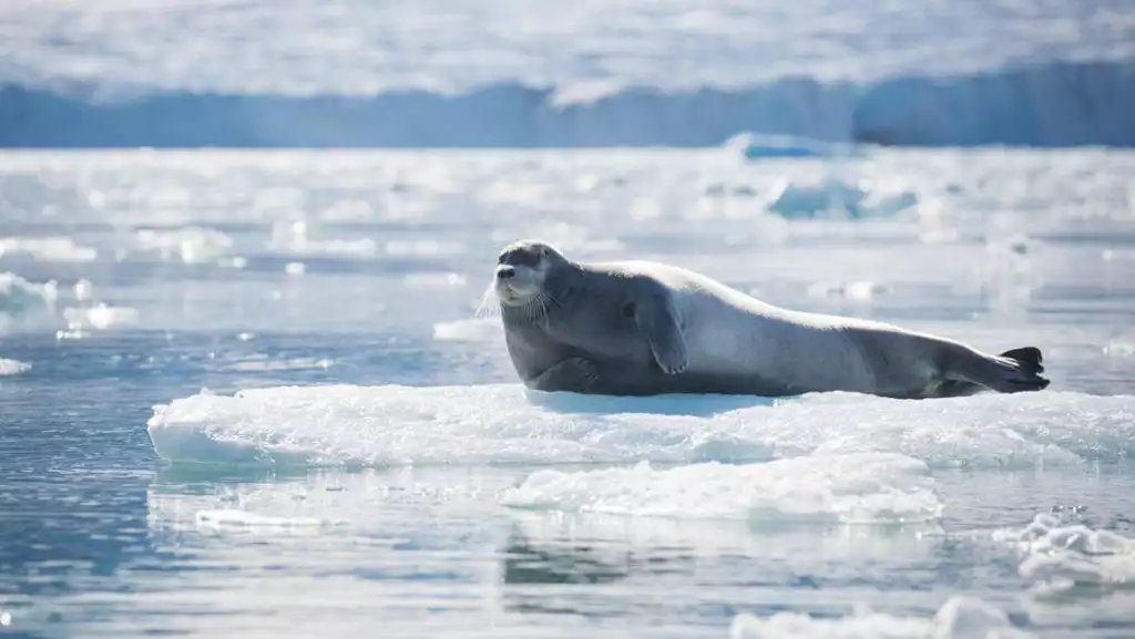 Photo by: Acacia Johnson/Quark Expeditions