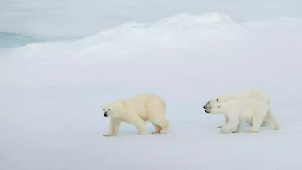 Photo by: Cindy Miller Hopkins/Quark Expeditions
