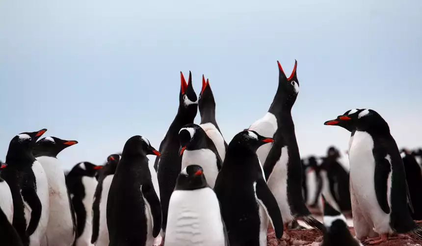 In Antarctica a colony of Gentoo penguins huddle close together some tilt theirs heads back to howl at light blue sky above