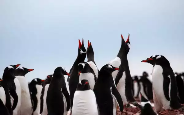In Antarctica a colony of Gentoo penguins huddle close together some tilt theirs heads back to howl at light blue sky above