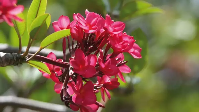 Bright red tropical flower with dark stem & green leaves opens to the sun on The Caribbean Under Sail Aboard Le Ponant cruise.