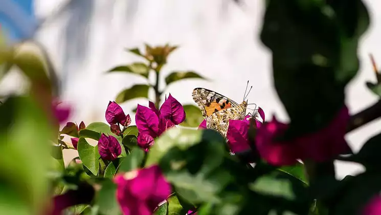 Photo by: PONANT