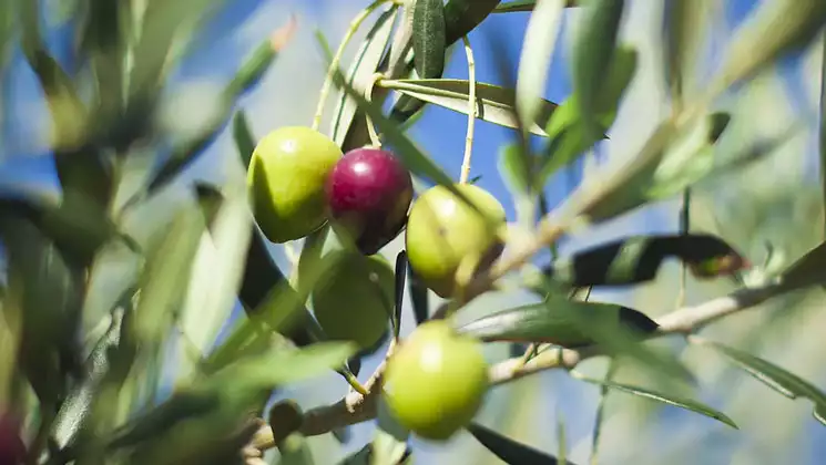 Olive tree branch with slender green leaves & large green & purple olives on long stems with blue sky behind.
