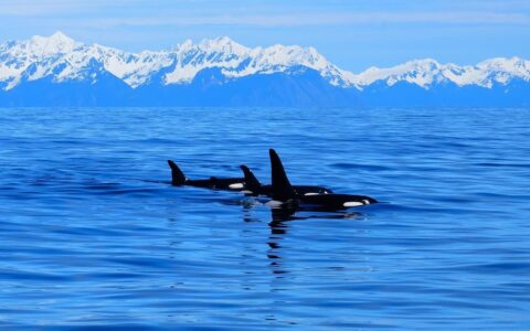 A pod of orca swims through clear blue water with snowcapped peaks in the distance on the Kenai Fjords Backcountry Explorer trip.