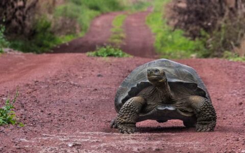 galapagos tortoise standing on a pink road looking to the side with green foliage behind it