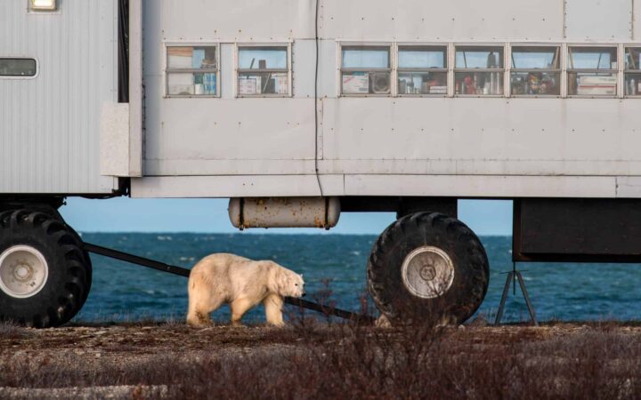 A polar bear walks alongside the tundra lodge in the Canadian arctic, The tundra lodge is a unique lodge on wheels that travlers live aboard as they drive and park around the tundra in search of polar bears. The tundra lodge