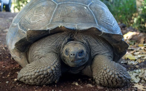Galapagos giant tortoise with dull gray & brown colors sits on side of road during a Galapagos Safari land tour.
