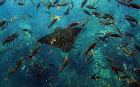 Manta ray with black spots swims in turquoise water among multicolored smaller fish, seen snorkeling on a Galapagos Safari.