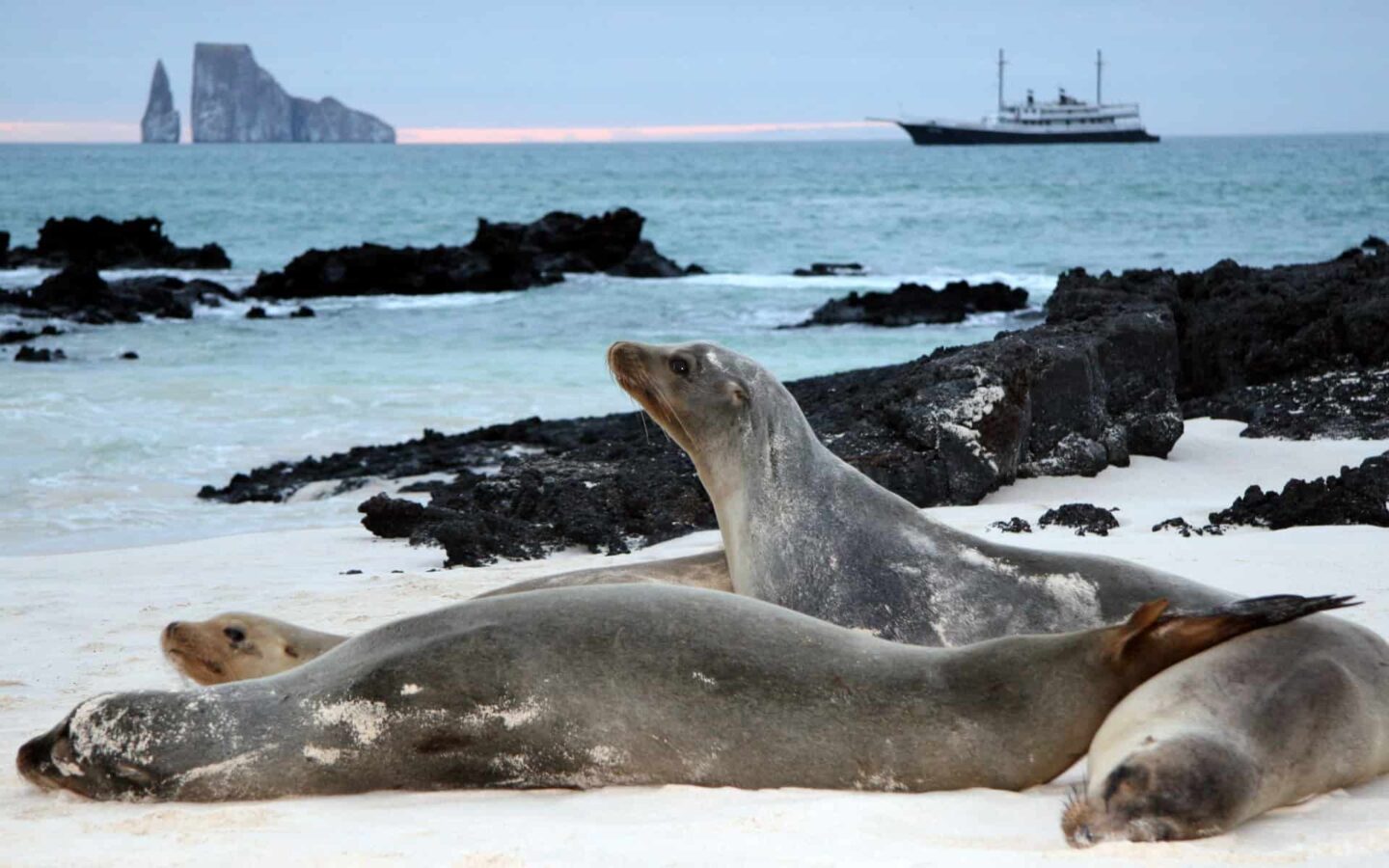 Four sea lions in foreground on sand with Galapagos cruise ship in background with Kicker Rock on its left.