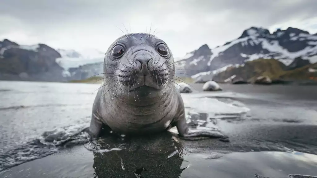 Photo by: David Merron/Quark Expeditions
