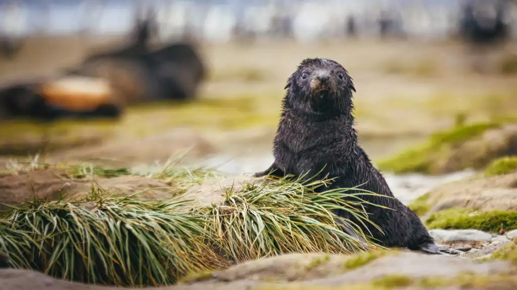 Photo by: David Merron/Quark Expeditions