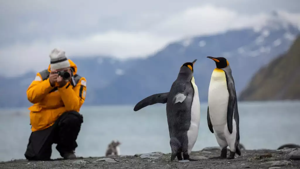 Two penguins about to do a chest bump as a photographer kneels down to capture the moment on the shore