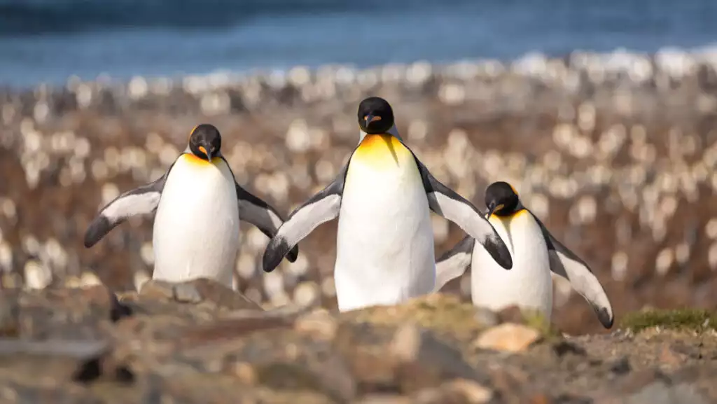 Photo by: Acacia Johnson/Quark Expeditions