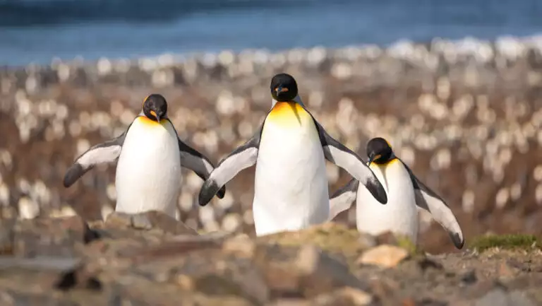 3 king penguins with white chests, black backs & yellow necks walk over brown rocks with a sea of penguin chicks behind.