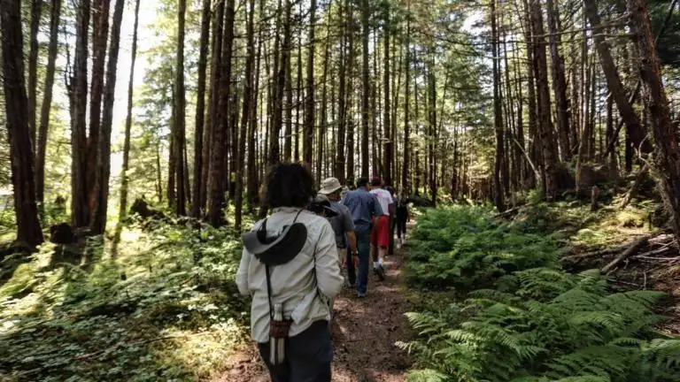 Small group of hikers walk through dappled forest with bright green ferns & tall, slender trees in Alaska.