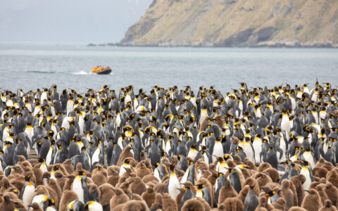 Vast South Georgia king penguin colony with adults, chicks and a Zodiac offshore.