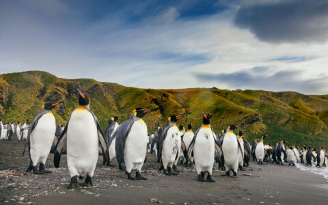 King penguins gather along a dramatic South Georgia coastline.