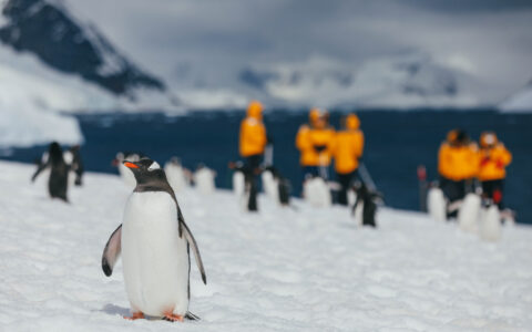 A penguin waddling towards the camera with travelers surrounding near by in bright yellow jackets