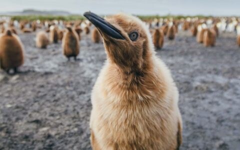 Baby king penguin with brown fuzzy coat approaches camera on South Georgia & Antarctic Peninsula: Penguin Safari voyage.