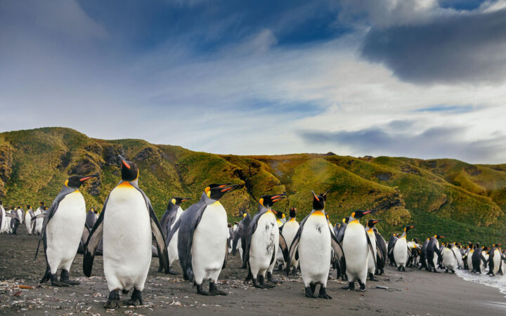 Emporer penguins on gray-sand beach with grassy tussocks behind, on South Georgia & Antarctic Peninsula: Penguin Safari voyage.