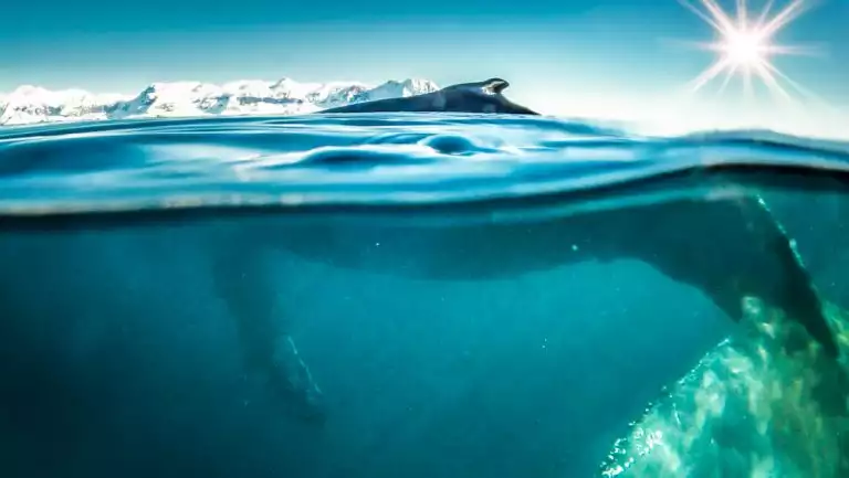 Humpback whale seen from water level with dorsal fin above surface in calm water under a sunny sky in Antarctica.