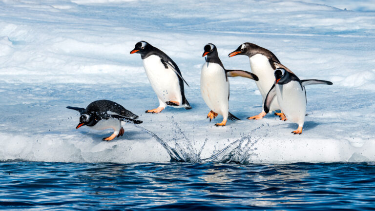 Small group of gentoo penguins with white bellies, black backs & orange beaks dive off ice into blue sea in Antarctica.