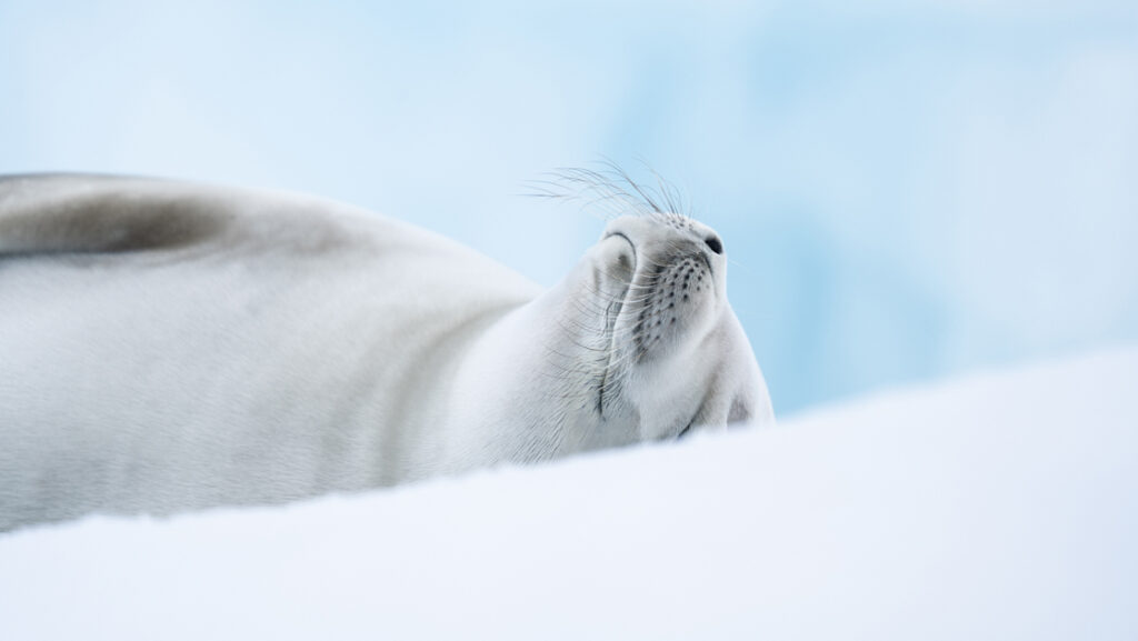 Photo by: Ophelie Bleunven/PONANT