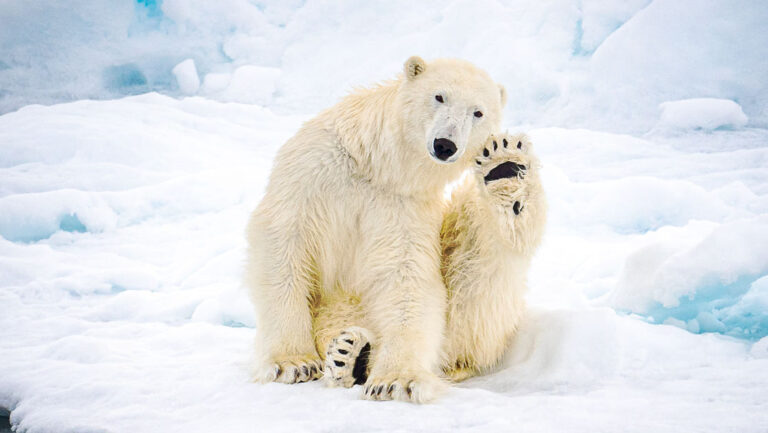 Lone polar bear sits on blue & white ice & scratches its ear, looking like it's waving on a sunny day in Svalbard.
